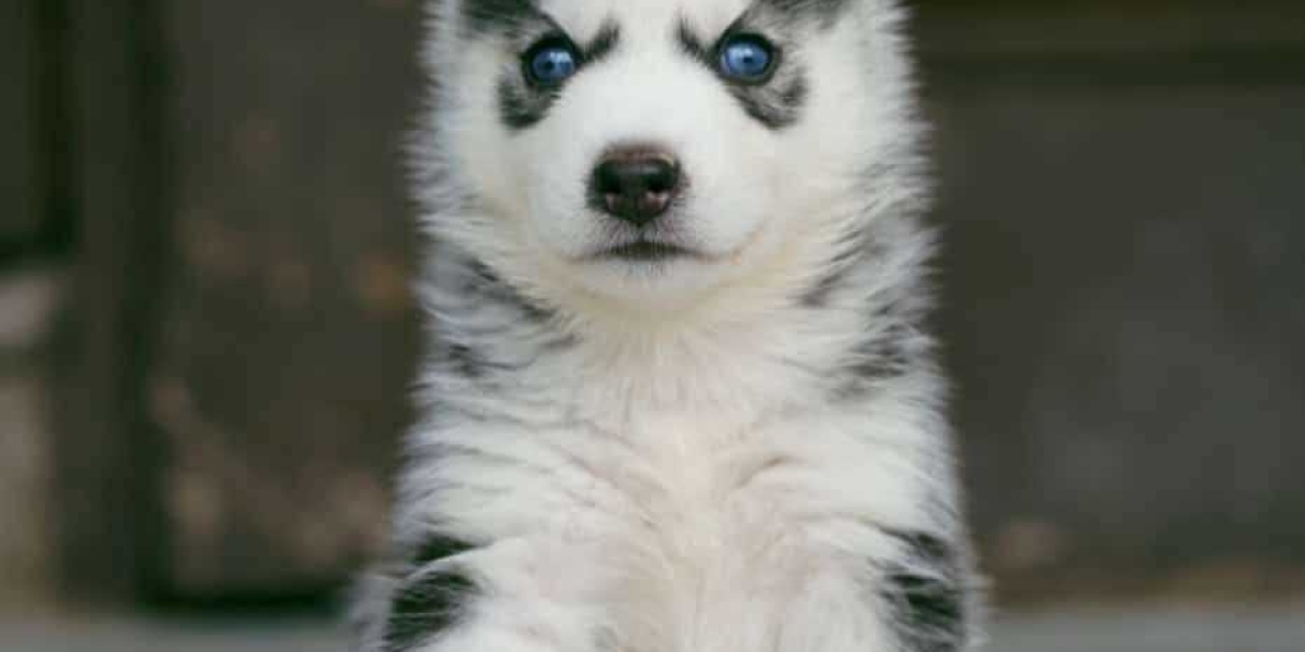 Exploring Siberian Husky Puppies for Sale in Ahmedabad: A Guide to Your New Furry Companion