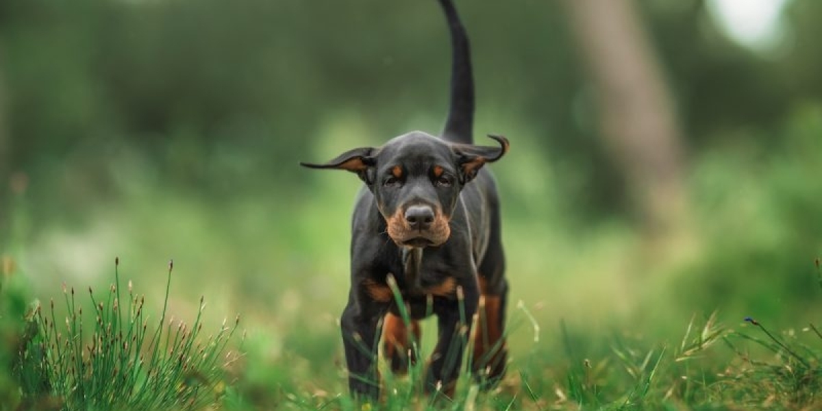 Creating a Cozy Haven: Crate Training Tips for European Doberman Puppies