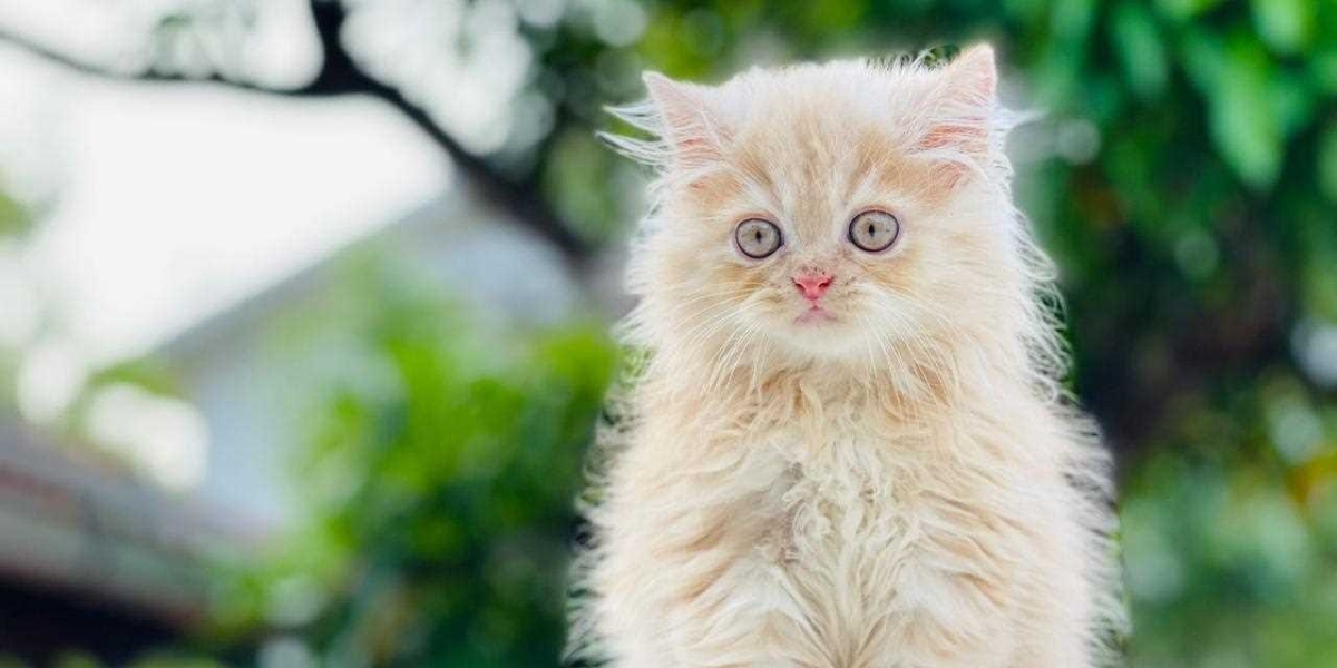 Discover the Charm of Persian Kittens for Sale in Lucknow