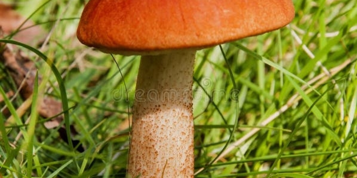 The Nutritional Benefits of the Texas Orange Cap Mushroom