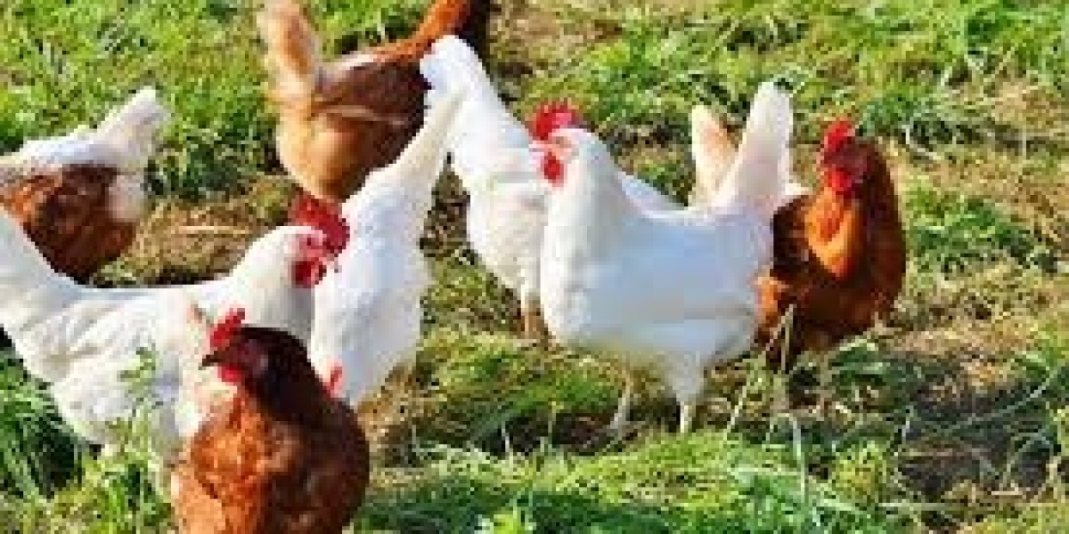 Egg Wholesalers Namakkal | Sri selvalakshmi Feeds & Farms