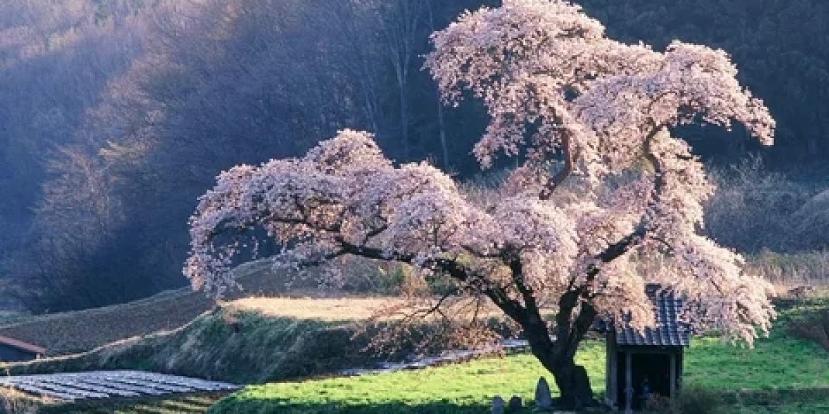 Glowing Harmony: LED Cherry Blossom Trees and the Soothing Light Spirit Tree