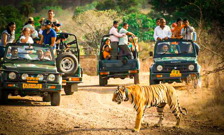 Ranthambore Tour Package Starting at Lowest Price