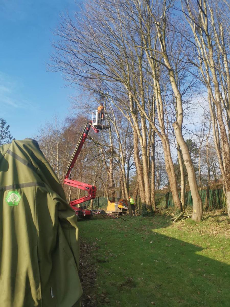 Premier Commercial Tree Removal Services in Belfast – Belfast Tree Surgeon