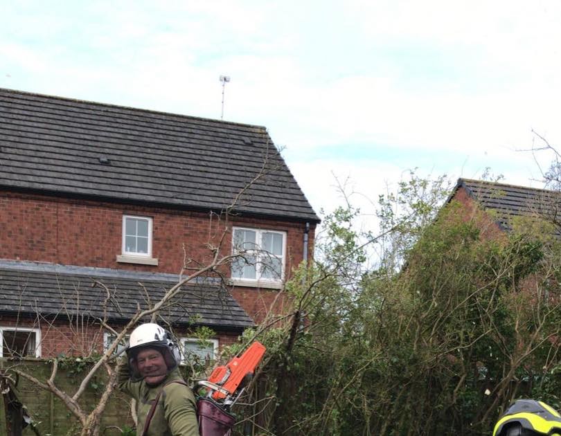 Premier Commercial Tree Removal Services in Belfast