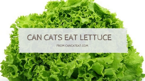 17 Things About Can Cats Eat Lettuce Will Benefit Your Cats