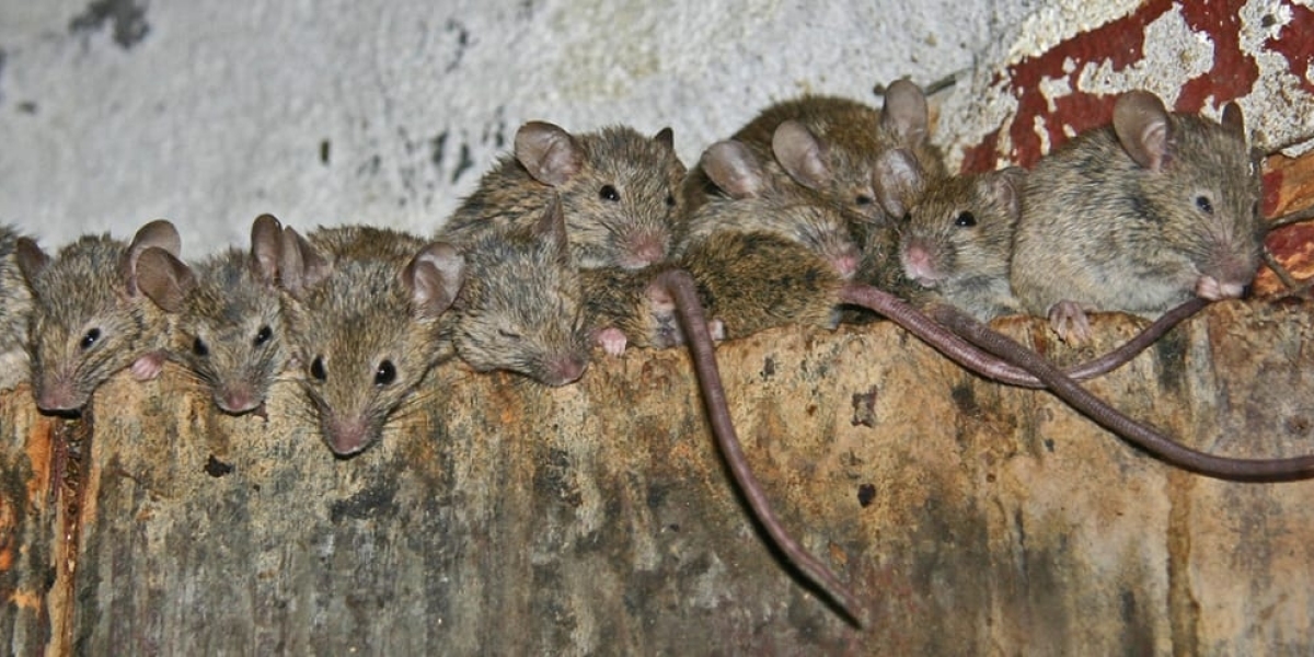 Moving Into Your New LA Home? Consider Rodent Proofing In Los Angeles First!
