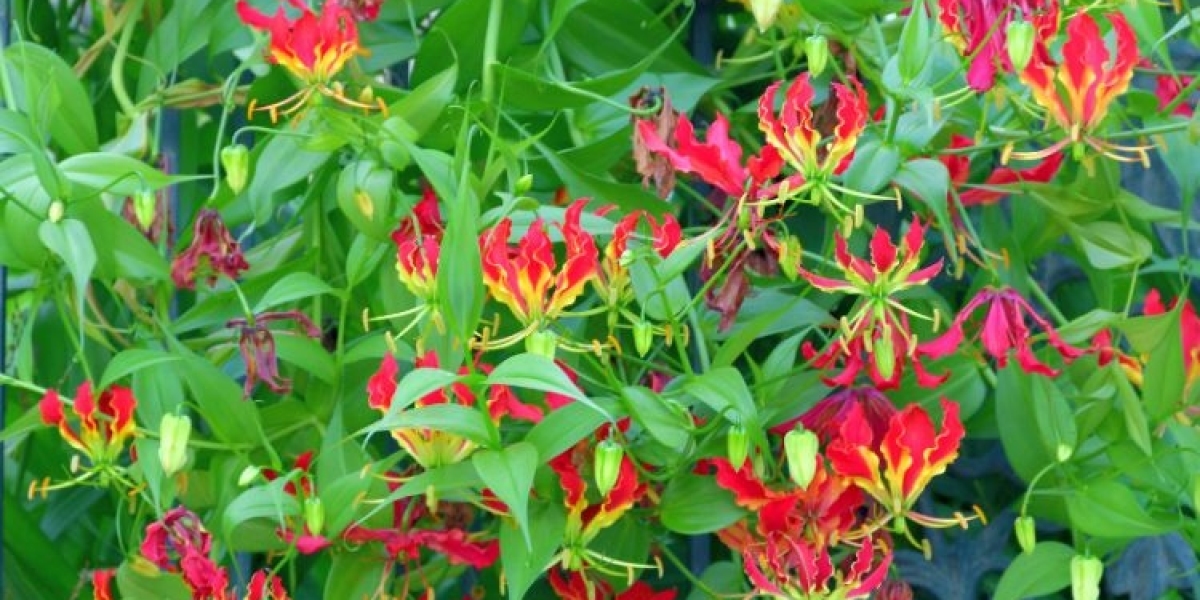 The Health Benefits of Flame Lily Extract: What You Need to Know