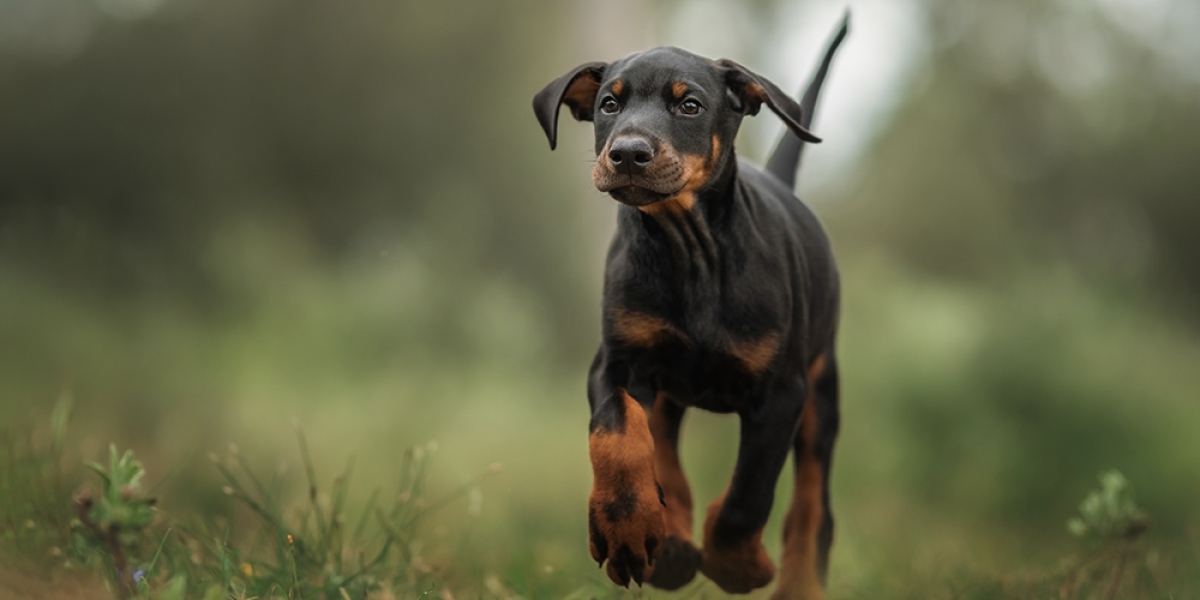 Helping Your European Doberman Puppy Overcome Separation Anxiety