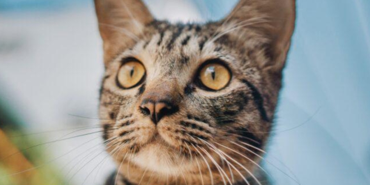 Sinnessymphonie: Wie Purizon-Nassfutter die Essenszeit in ein Katzenfest verwandelt!