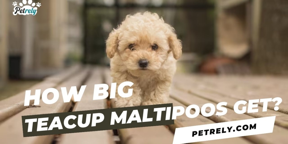 How Big do Teacup Maltipoos Get?