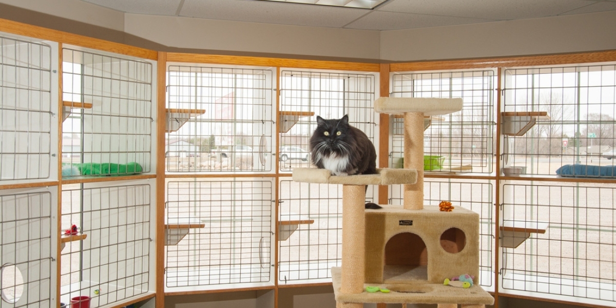 Pawsitively Paradise: Experiencing Joy, Pleasure, and Bliss in Cat Boarding