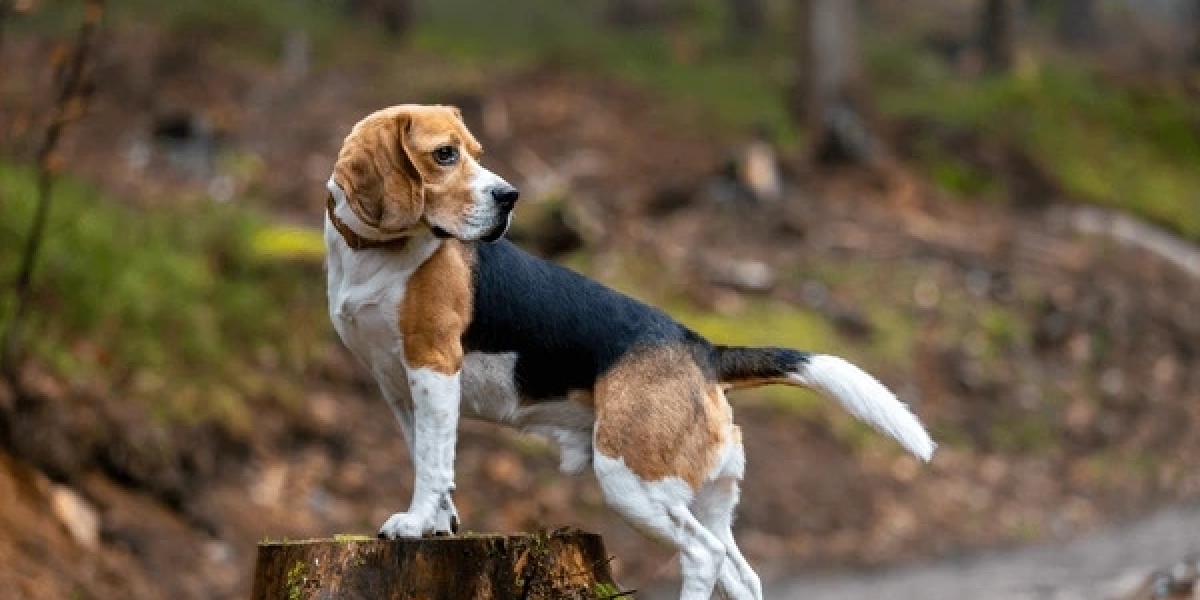Beagle Bliss in Delhi: Puppies Ready to Steal Your Heart