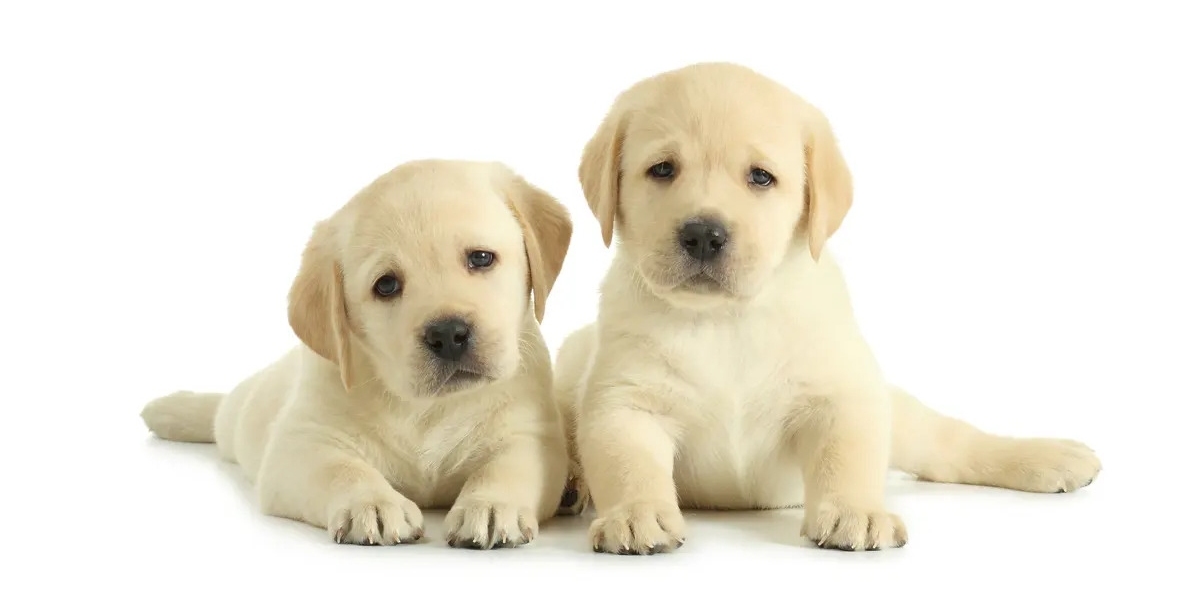 Labrador Dreams Come True: Puppies in Delhi Awaiting Homes