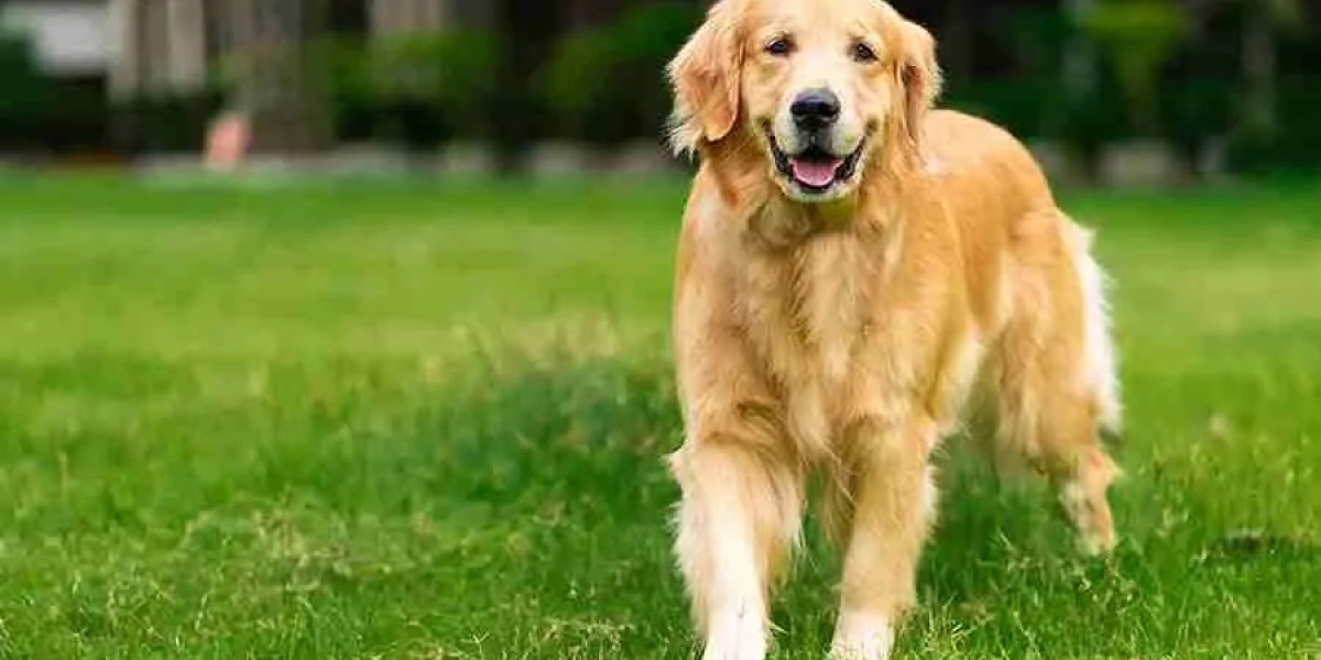 Charmed on Four Paws: Golden Retriever Puppies Available in Delhi