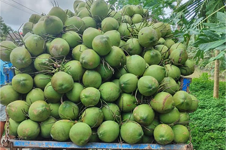 Who is The Best Tender Coconut Suppliers in Bangalore?