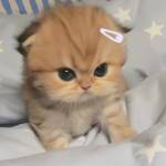 sofia haernandez profile picture