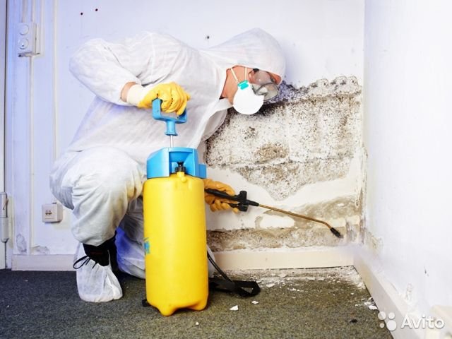 Expert Mold Remediation Services in New Jersey: What to Look For - XuzPost