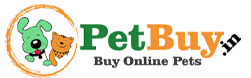 Buy Online Dogs and Puppies for sale in Gurugram, Haryana - Pet Buy