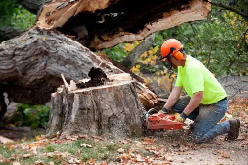 The Advantages of Tree Trimming Sydney: Boost Your Home’s Curb Appeal – Sydney Side Tree Services