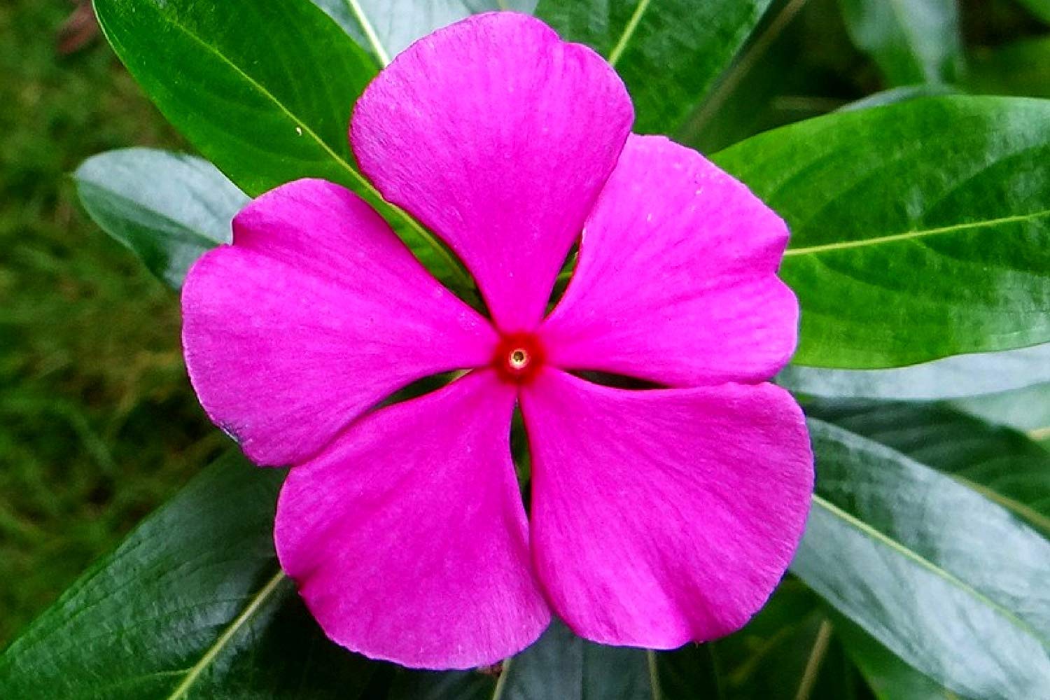 Nithyakalyani flower | Flower nithyakalyani | Buy catharanthus roseus flower