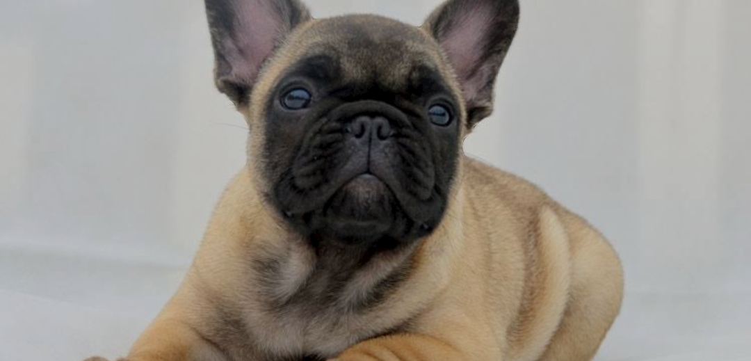 A guide to being a successful French Bulldog Breeder in the UK -