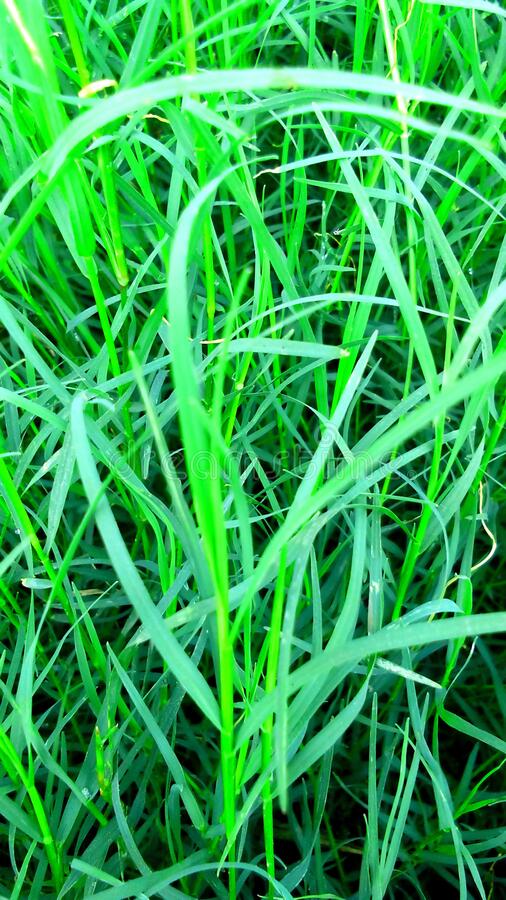 Arugampul powder online | Arugampul grass Online
