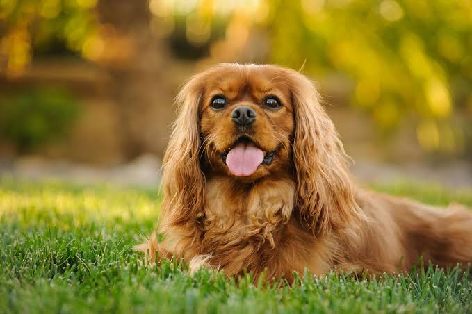 Breeding a Cavalier: Things to Keep In Mind - Fut Sheriff