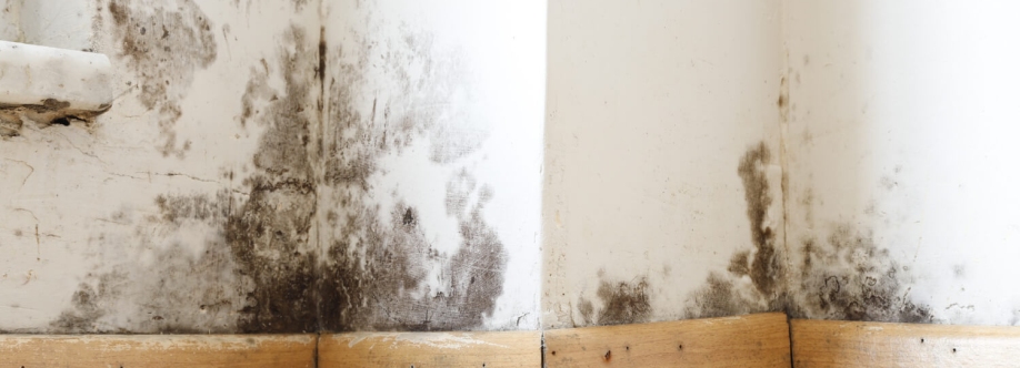 Dangers Of Mold Cover Image