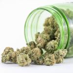 topweed profile picture