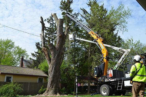 Local Tree Trimmers