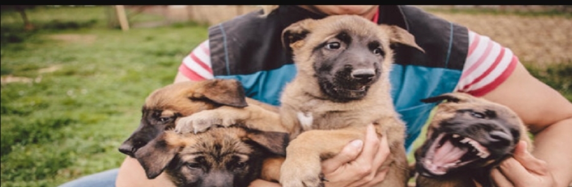 Gonzalo Belgian Malinois Cover Image