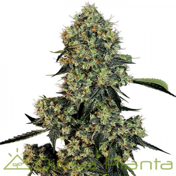 Original Ganster Kush [ Feminizadas ] A granel | Diosa Planta