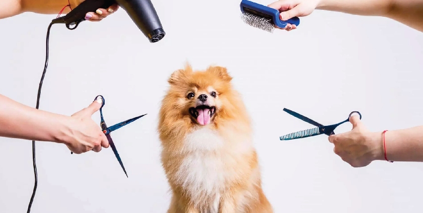 Pet Grooming in Dubai | Cat & Dog Grooming Dubai, Abu Dhabi