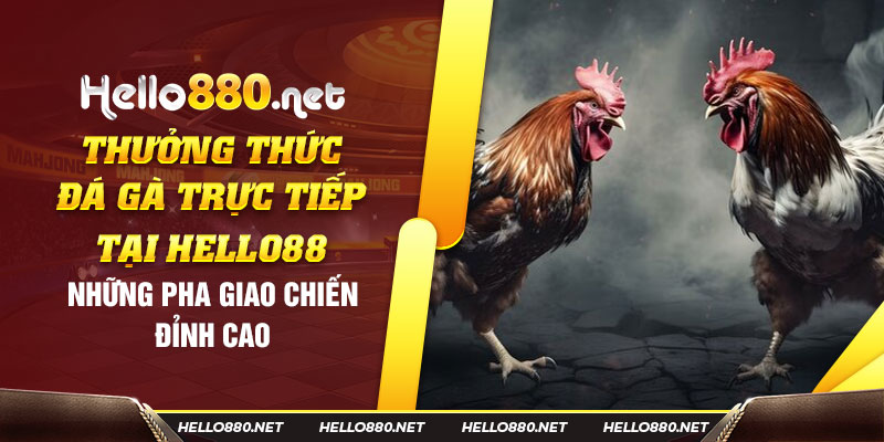 Thưởng thức đá gà trực tiếp tại Hello88: Những pha giao chiến đỉnh cao - Hello88