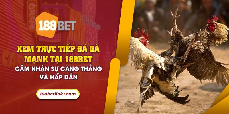 Xem trực tiếp đá gà mạnh 188Bet: Kịch tính và siêu hấp dẫn