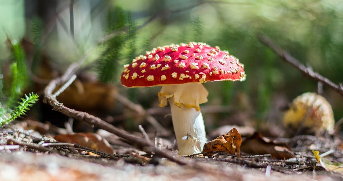 Buy Amanita Muscaria Fly agaric UK