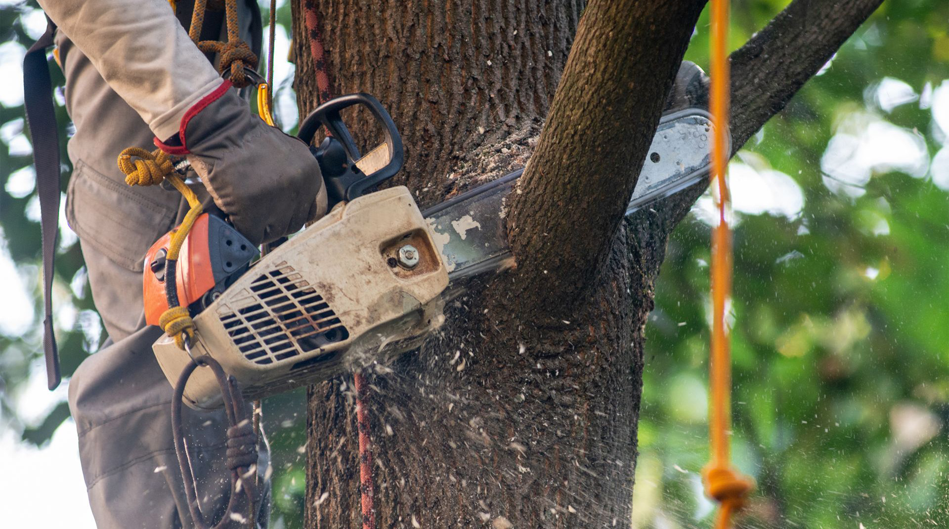 Ivy Trimming Wimbledon l EP Trees