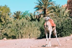 How to prepare for a land tour day in hurghada - Red Sea Happy Tours