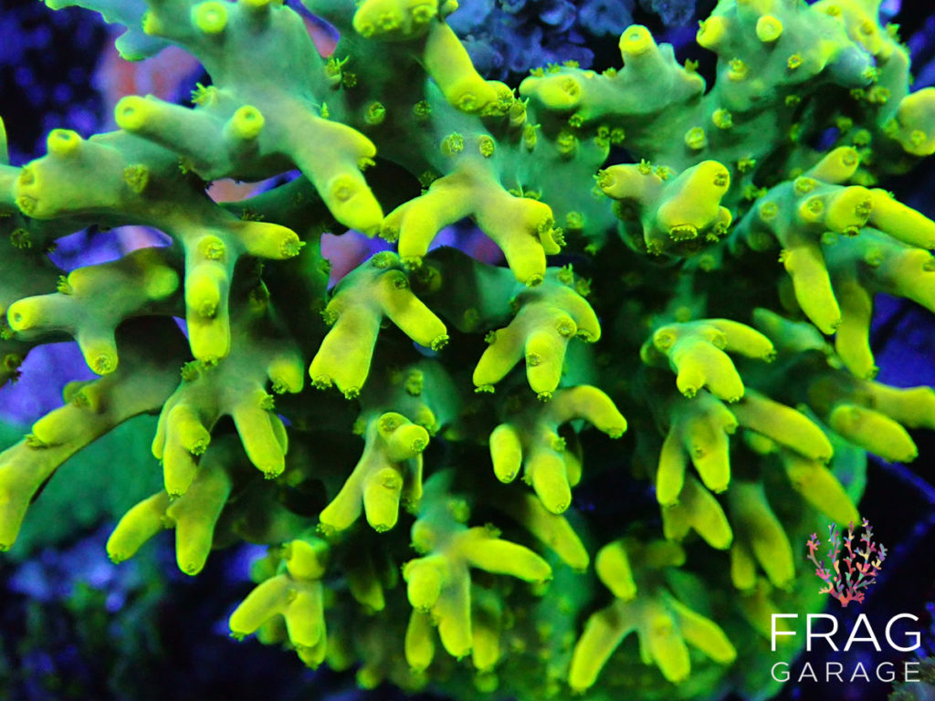 Unlocking the Beauty of SPS Coral: A Dive into Vibrant Reef Care – fraggarage