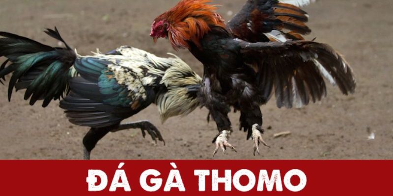 Đá Gà Thomo – Sân Chơi Đỉnh Cao Của Giới Đam Mê Đá Gà