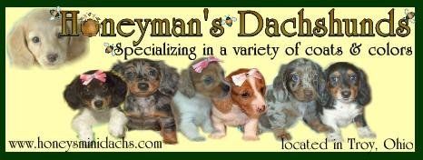 Akc Miniature Dachshund Puppies for Sale in Ohio - Honeyman’s Miniature Dachshunds