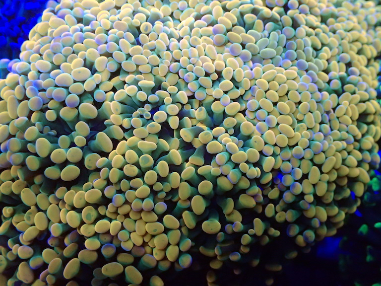 Why Hammer Coral is a Beautiful Addition to Every Reef : fraggaragebc — LiveJournal