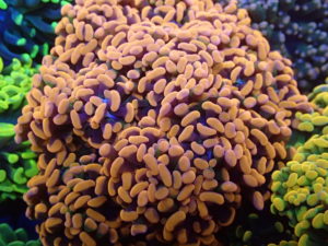 All You Need to Grow Beautiful Hammer Coral in Your Reef Tank | Frag Garage