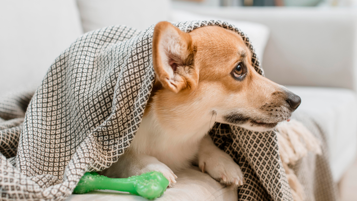 Best Dog Blankets for Small and Large Dog Beds - ZAF Digital Network