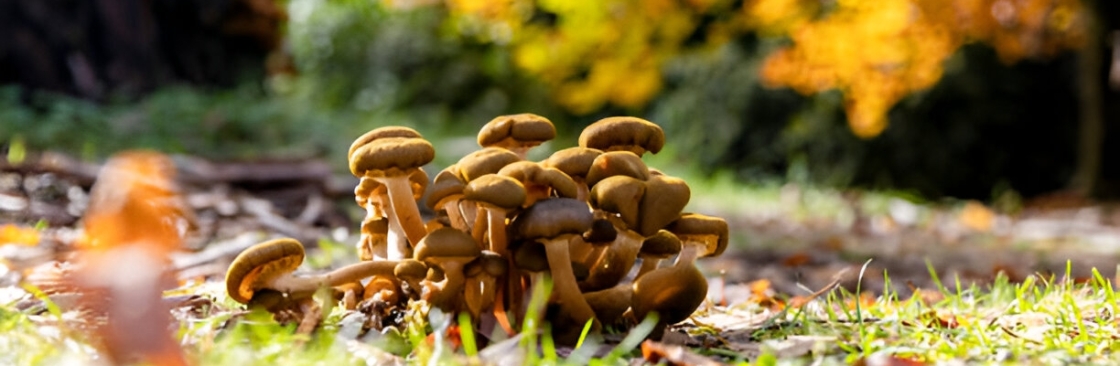 AUSSIE MUSHROOM STORE Cover Image