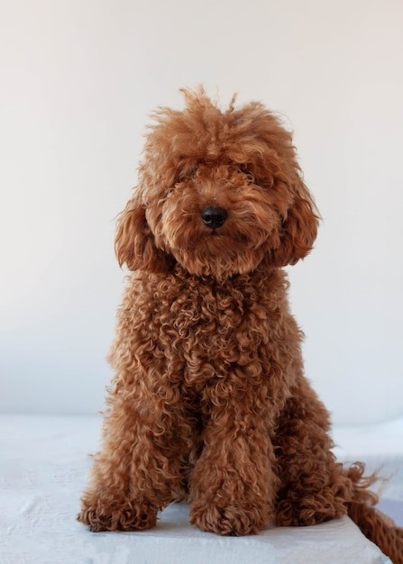 Do Red Labradoodles Make the Best Therapy Dogs? | Cost & Benefits