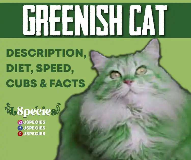 Greenish Cat | Care Guide And Species Interesting Profile