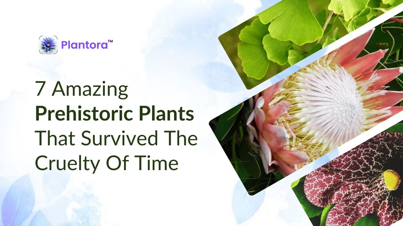 7 Amazing Prehistoric Plants That Survived The Cruelty Of Time - Plantora