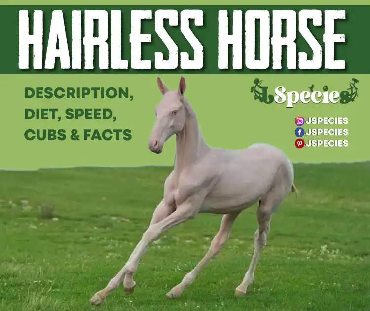 Hairless Horse |Care Guide And Species Profile